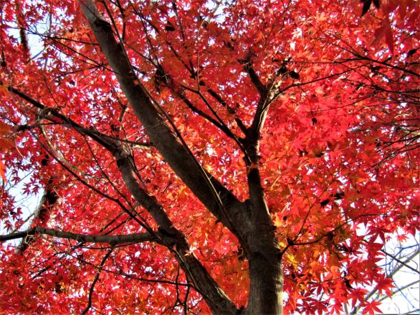 japan. december. red leaves of the maple tree - maple japanese maple leaf autumn imagens e fotografias de stock