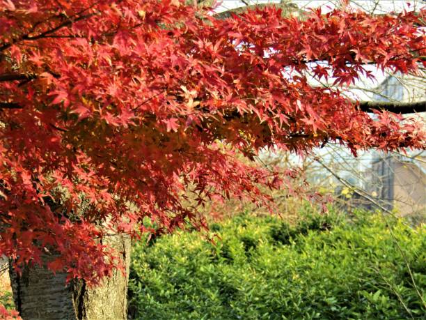 japan. december. red leaves of the maple tree - maple japanese maple leaf autumn imagens e fotografias de stock