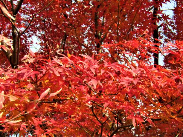 japan. december. red leaves of the maple tree - maple japanese maple leaf autumn imagens e fotografias de stock