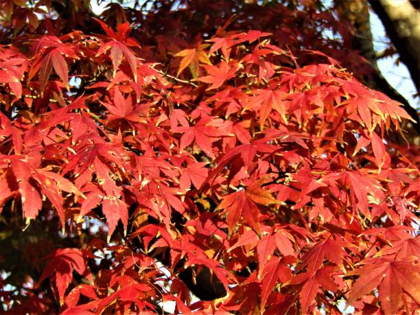 japan. december. red leaves of the maple tree - tree area japanese fall foliage japanese maple autumn imagens e fotografias de stock