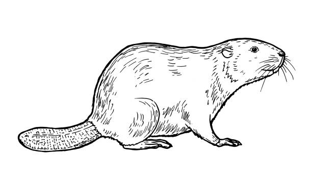 illustrazioni stock, clip art, cartoni animati e icone di tendenza di disegno di castoro - schizzo a mano di mammifero - castoro