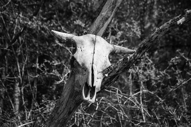 czaszka bydła - horned death dead texas longhorn cattle zdjęcia i obrazy z banku zdjęć