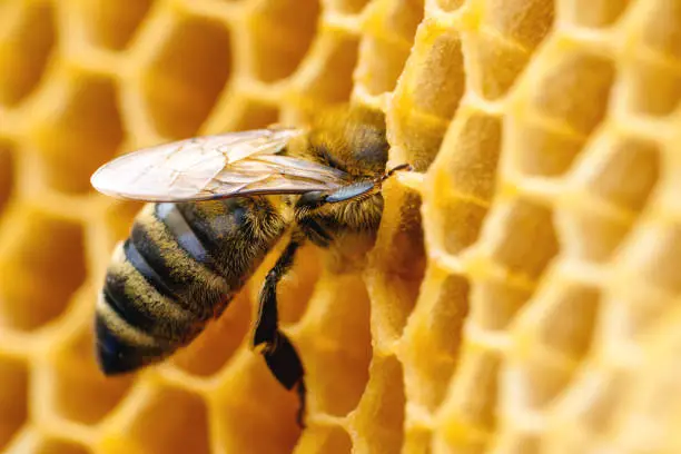 Photo of Macro photo of working bees on honeycombs. Beekeeping and honey production image