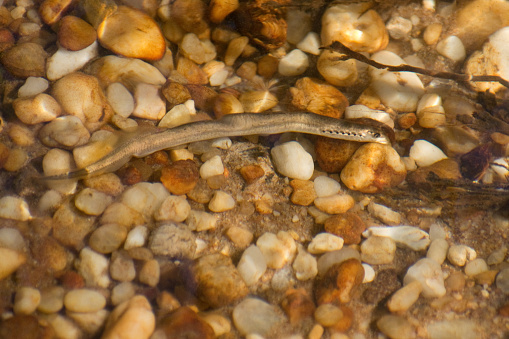freshwater lamprey