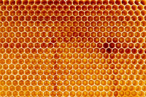 Background texture and pattern of a section of wax honeycomb from a bee hive filled with golden honey in a full frame view
