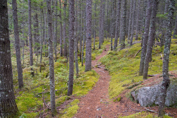 istock Baxter State Park - A Walk in The Woods 1293363074