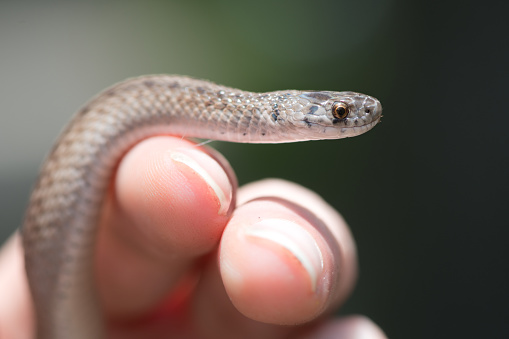 Tiny snake in hand