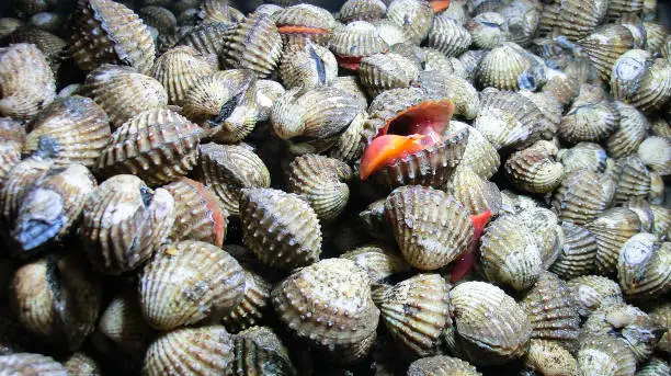 Fresh cockles in Thailand at a market
