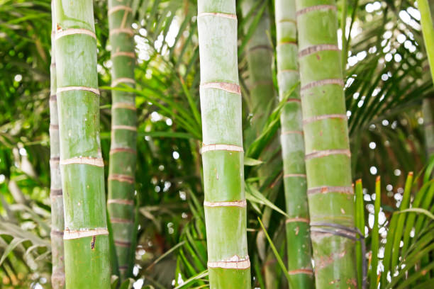 istock Brown bamboo stalks in a garden, north china 1293365141