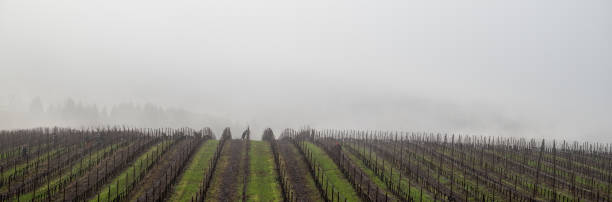 istock A close up of winter vines without leaves 1293365242