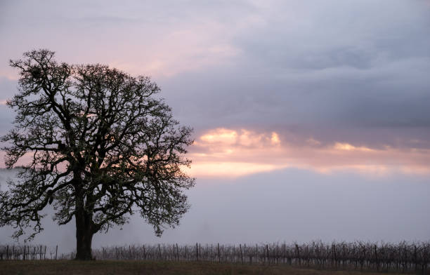 un roble desnudo se destaca frente a una puesta de sol brumosa - tree bare tree silhouette oak fotografías e imágenes de stock