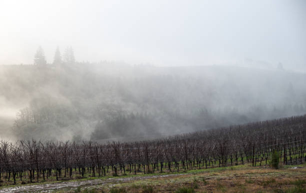 istock Mt Hood rises on the horizon, covered in snow 1293365278