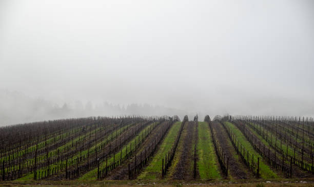istock A close up of winter vines without leaves 1293365282
