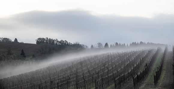 Winter grape vines on a foggy morning in the Buckland Valley