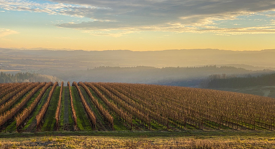 A view over a vineyard covered hill into the valley beyond, golden sky and speckled clouds, bare grapevines in winter, parallel lines leading over the hill.