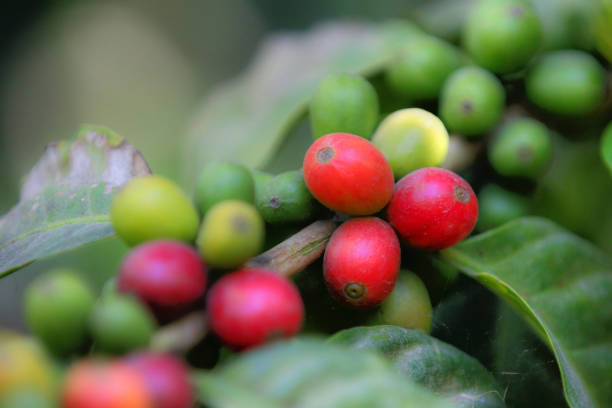 istock Coffee bean berries at a plantation in Guatemala 1293368586