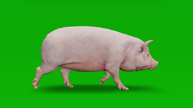 Pig walking animation on green screen. The concept of animal, wildlife, games, back to school, 3d animation, short video, film, cartoon, organic, chroma key, character animation, design element, loopable