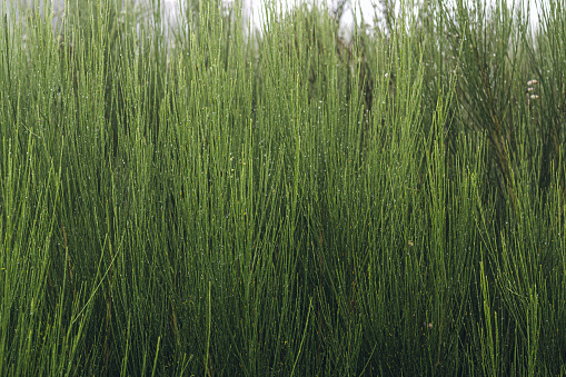 Wild grass growing in a meadow in rural Minnesota, United States.