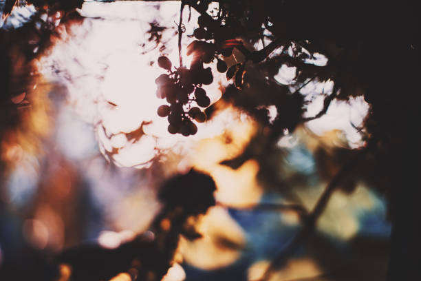 An art photo in a sun backlight with a dark silhouette of a bunch of grapes with light rays passing through casting a chroma hoop around, strong bokeh, shallow depth of field, beautiful lilac evening