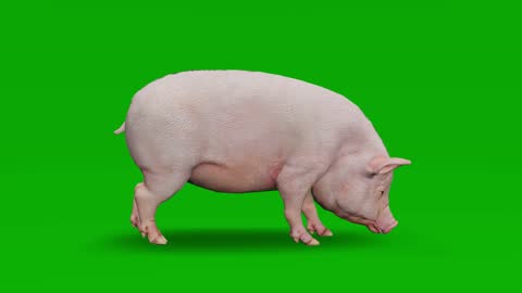 Pig Running Slow Motion Animation On Green Screen The Concept Of Animal  Wildlife Games Back To School 3d Animation Short Video Film Cartoon Organic  Chroma Key Character Animation Design Element Loopable Stock