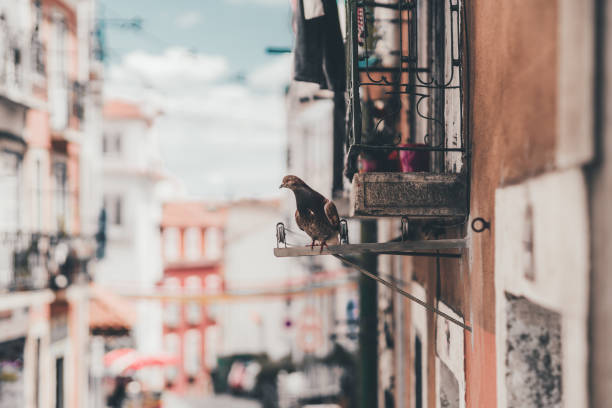 Close-up view with a shallow depth of field of a typical Portuguese street with antique houses and selective focus on a pigeon sitting on an outdoor clothes dryer, the bird is looking into the camera