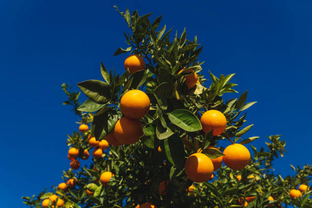 istock Close up of an orange fruit tree on deep blue sunny sky in Spain 1293371125