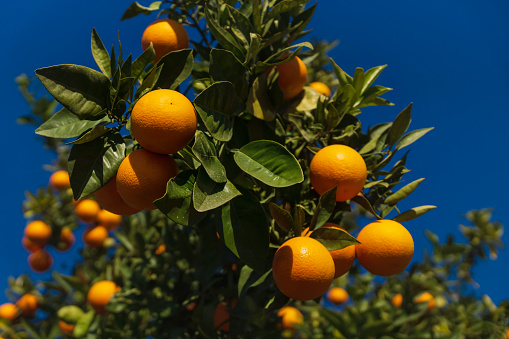 Detail of an orange tree with selective focus on ripe tangerine fruits on deep blue sunny sky in Spain