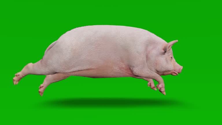 20,629 Pig Videos Stock Videos and Royalty-Free Footage - iStock 20,629 Pig Videos Stock Videos and Royalty-Free Footage - iStock