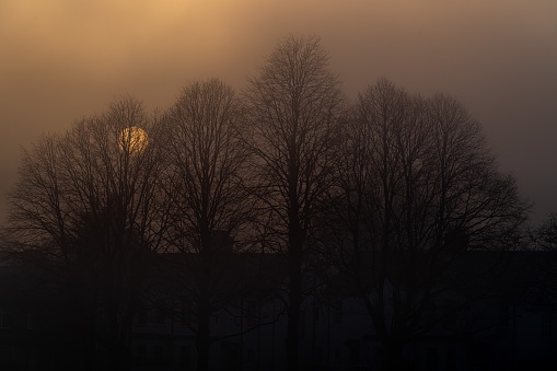 Fog and dusk obscure bare trees and the setting sun.  Belfast, Northern Ireland.