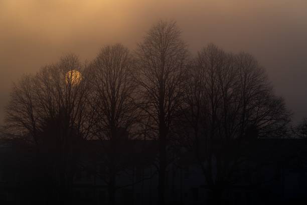 Photo of Fog and dusk obscure bare trees and the setting sun