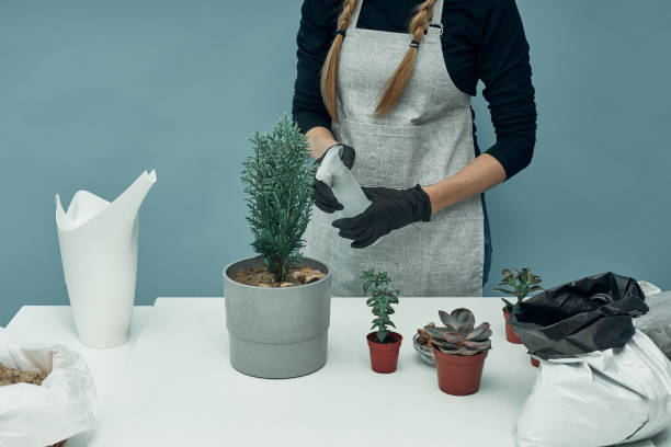 The girl sprays the transplanted house plants. Plant care and maintenance. Hobby. The girl sprays the transplanted house plants. Plant care and maintenance. Hobby 11904 stock pictures, royalty-free photos & images