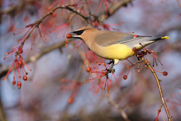 Late fall birds in Ottawa a Cedar waxwing, Bombycilla cedrorum perched on a tree branch of a crabapple in fruit, with berry in beak cedar waxwing stock pictures, royalty-free photos & images