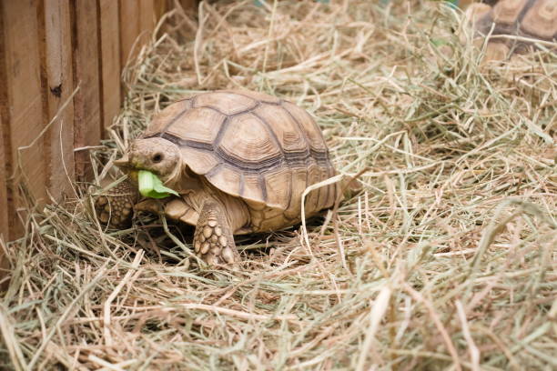 istock Sulcata tortoise, African spurred tortoise. 1293378727