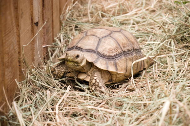 istock Sulcata tortoise, African spurred tortoise. 1293378728