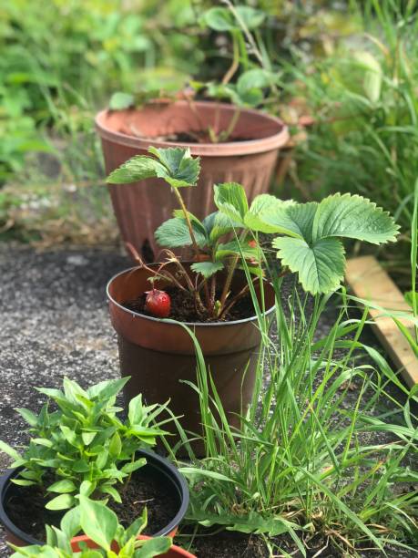 istock Strawberry plant 1293387088