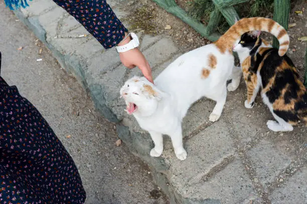 Photo of A female's hand touching a homeless ferocious Persian white cat at the Tochal complex, Tehran, Iran.