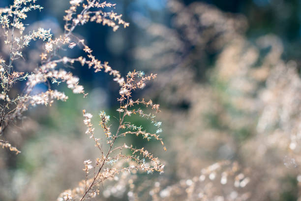 überwinterte wildblumen im wald mit bokeh-hintergrund - winter woods frost fragility stock-fotos und bilder