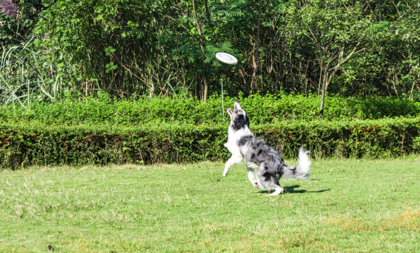 istock Dogs playing frisbee in the park 1293390684