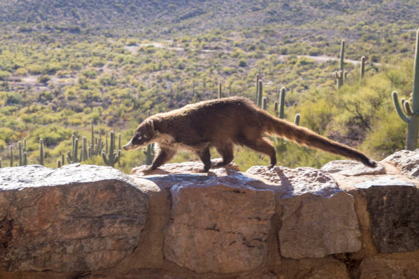 coatimundi su un muro che si affaccia sullo scenario desertico vicino a colossal cave arizona - coati foto e immagini stock