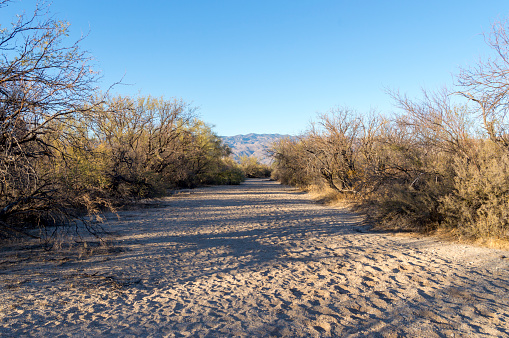 This picture shows a drive riverbed or wash in the Saguaro National Park near Tucson, Arizona.  This particular wash is called the Javelina Wash because of the javelinas that can be found nearby.