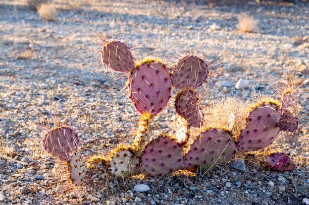 istock Cactus in Saguaro National Park 1293391439