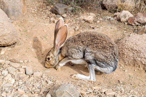 This shot shows a jackrabbit near Saguaro National Park.  The animal blends in well with the surrounding desert colors and habitat.