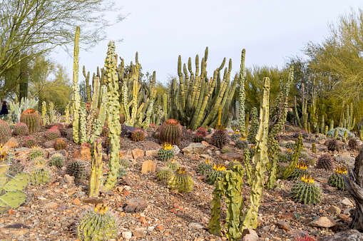 This picture shows a side view of a model cactus garden growing in Tucson, Arizona.  The garden also contains a variety of succulent plants and desert flowers.  Surrounding the plants is gravel.  This garden needs very little water and is perfectly suited for the climate of southern Arizona.