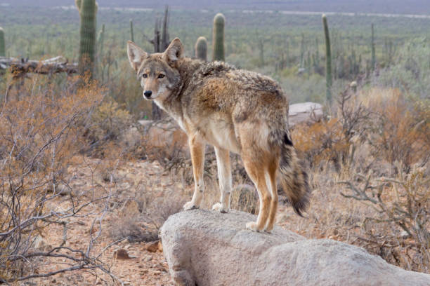 サグアロ国立公園近くの南アリゾナ州のコヨーテ - arizona wildlife ストックフォトと画像