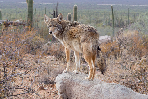 This shot shows a coyote on a rock near Saguaro National Park.  The animal blends in well with the surrounding desert colors and habitat.