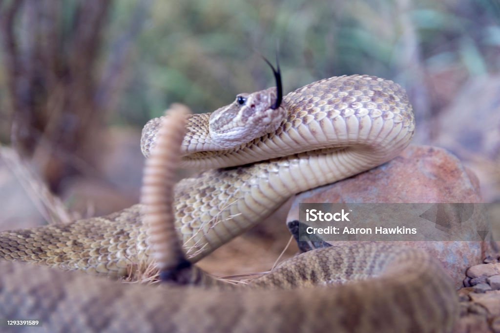 Prairie Rattlesnake About to Strike This shot shows a close to the ground view of a prairie rattlesnake about to strike.  The snake's fork tongue is out and it's tail is rattling as it coils into attack position. Rattlesnake Stock Photo