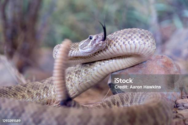 Prairie Rattlesnake About To Strike Stock Photo - Download Image Now - Rattlesnake, Prairie, Snake