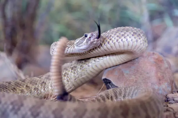 This shot shows a close to the ground view of a prairie rattlesnake about to strike.  The snake's fork tongue is out and it's tail is rattling as it coils into attack position.