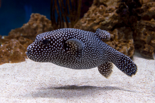 This black and white spotted puffer fish floats over the sandy bottom of its aquarium.
