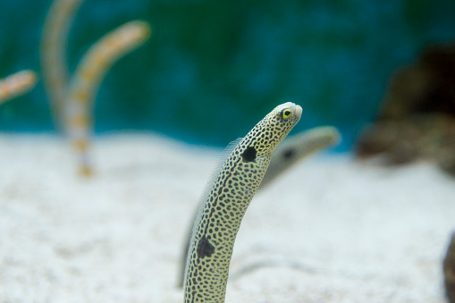 These garden eels are hovering over the sandy bottom of their aquarium.